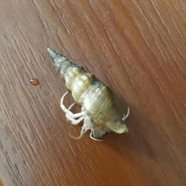 蜗牛
