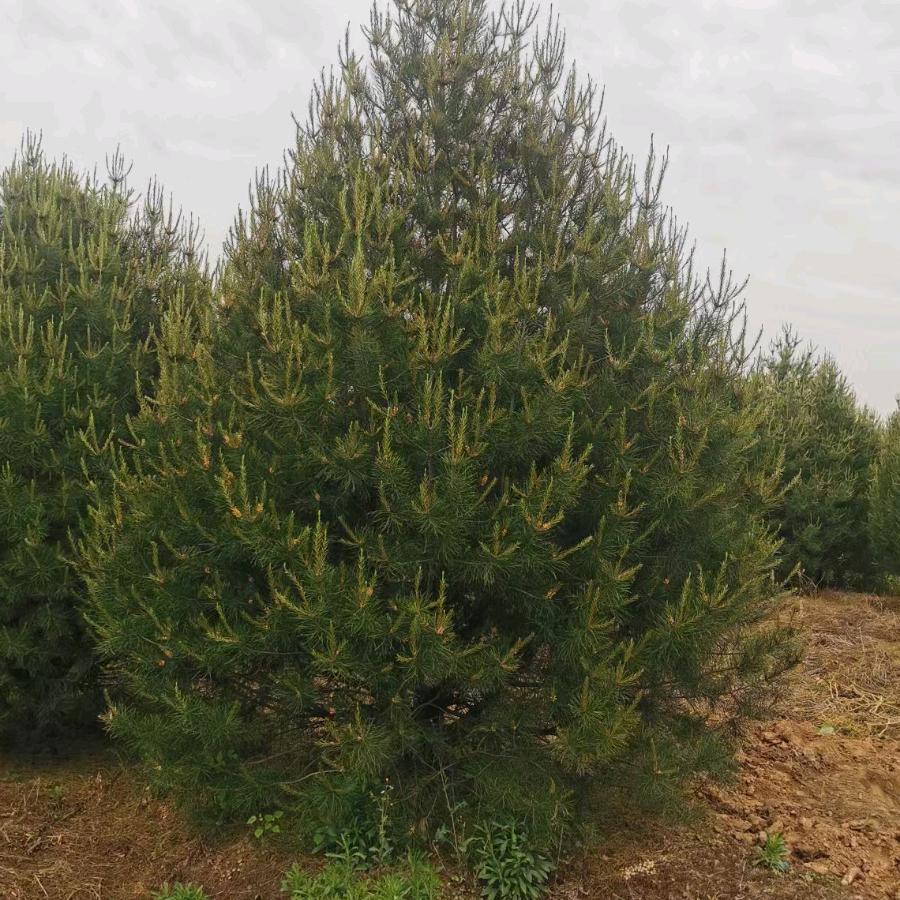 蓝田惠丰苗木绿化