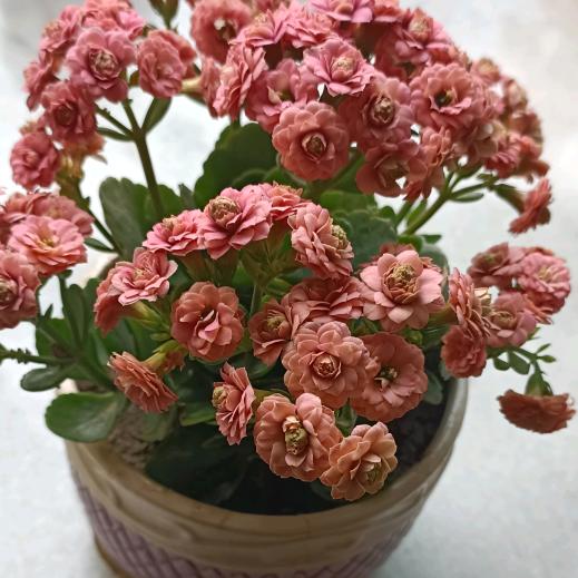 春天雨