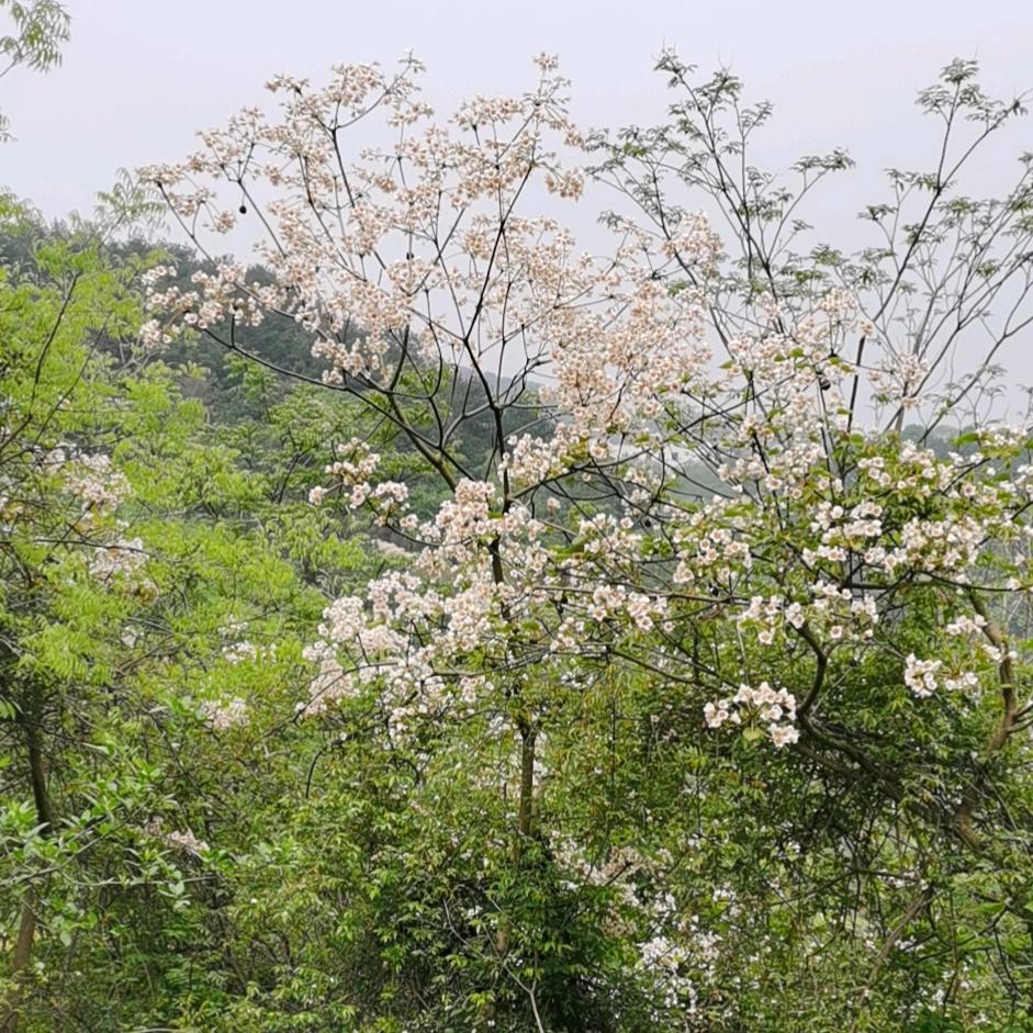 权利