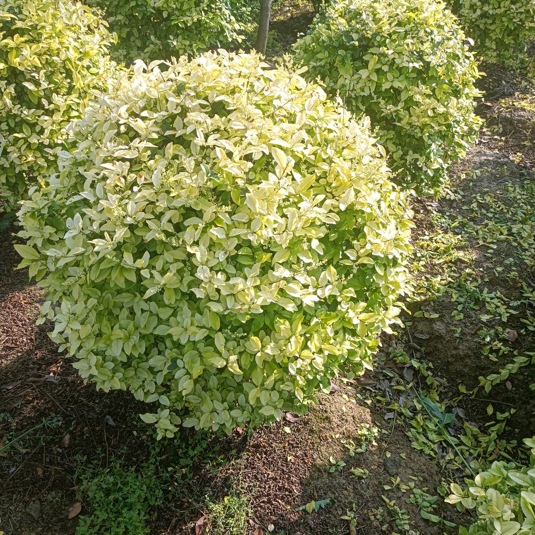 专业挖树团队远进都去