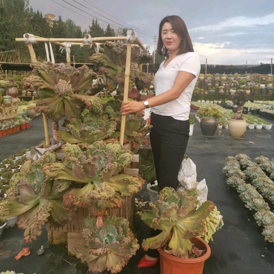 英敏花卉