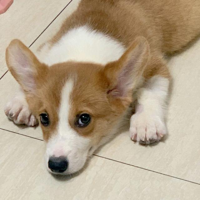 王路飞