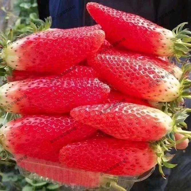 宗良莓之缘草莓种植社