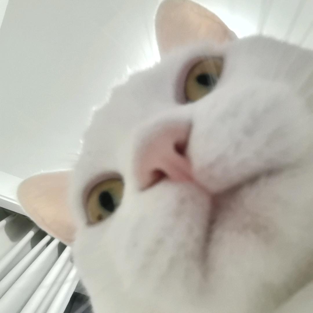 糯糯
