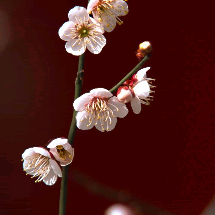 芳琴