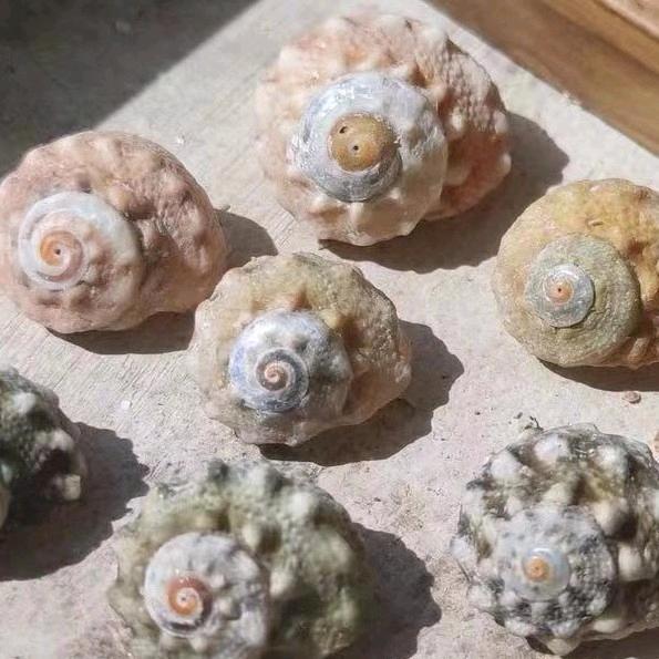 老人寄居蟹替换壳