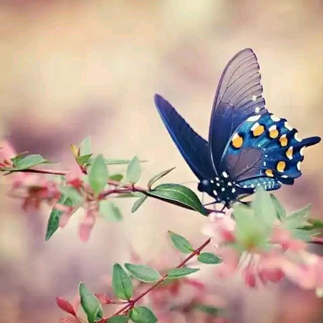 @꧁꫞꯭微笑꫞꧂