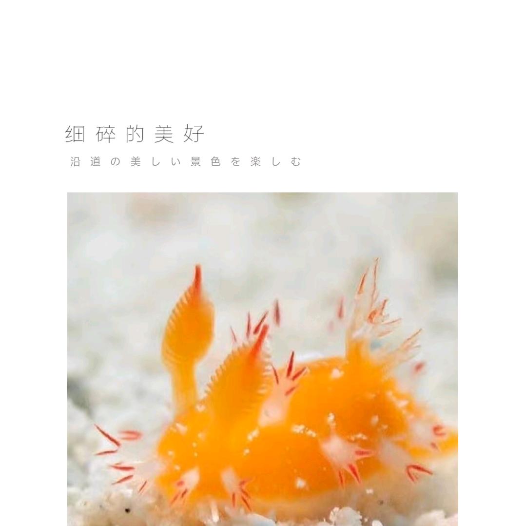 快乐鼠鼠🐭