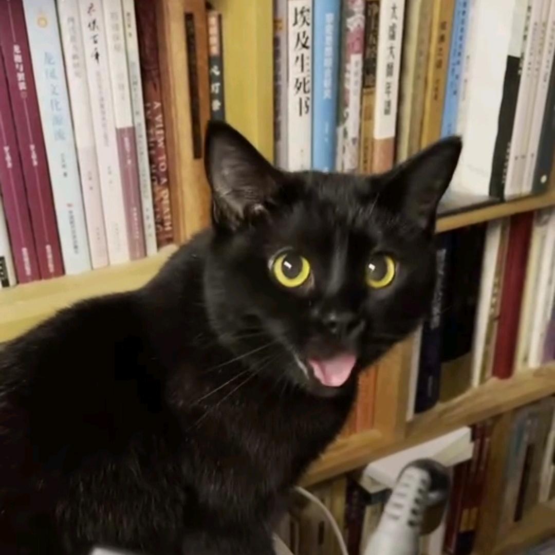 🐾黑猫嘿叽咪🐾