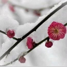 喜欢吹号