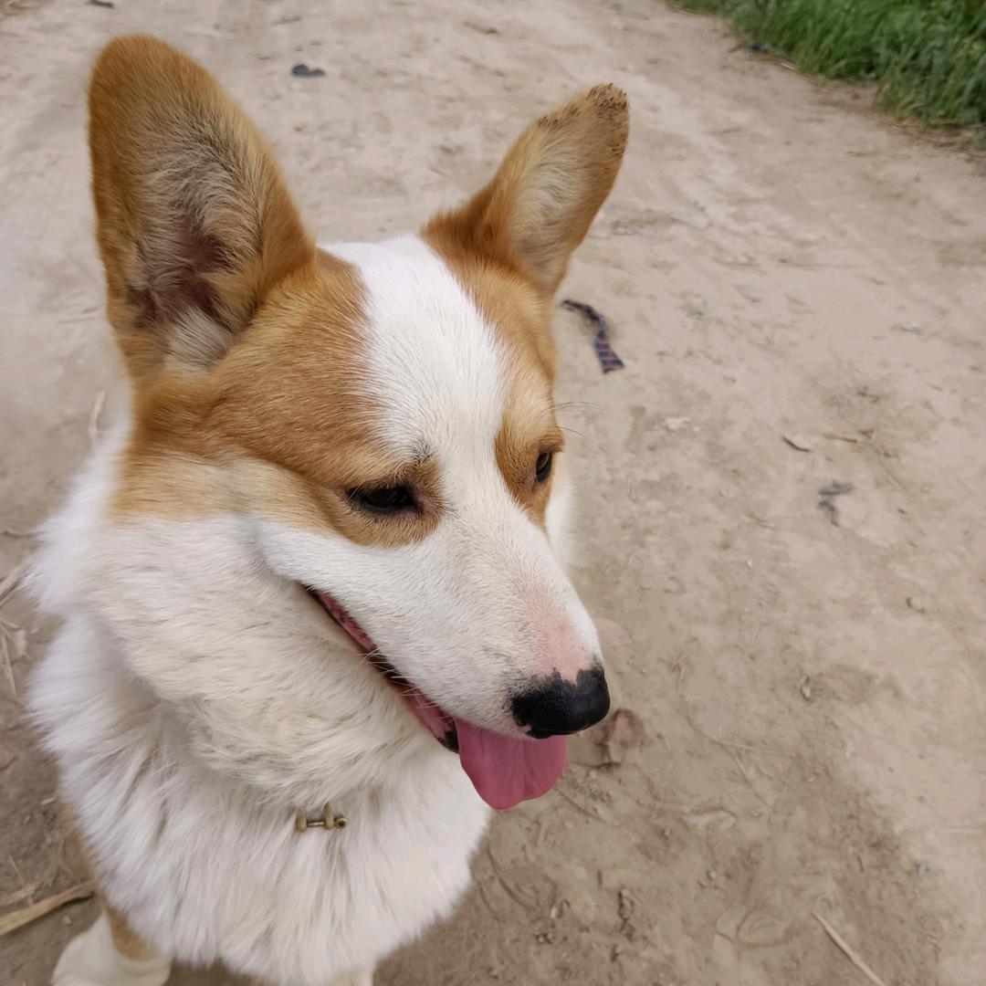 家有爱犬