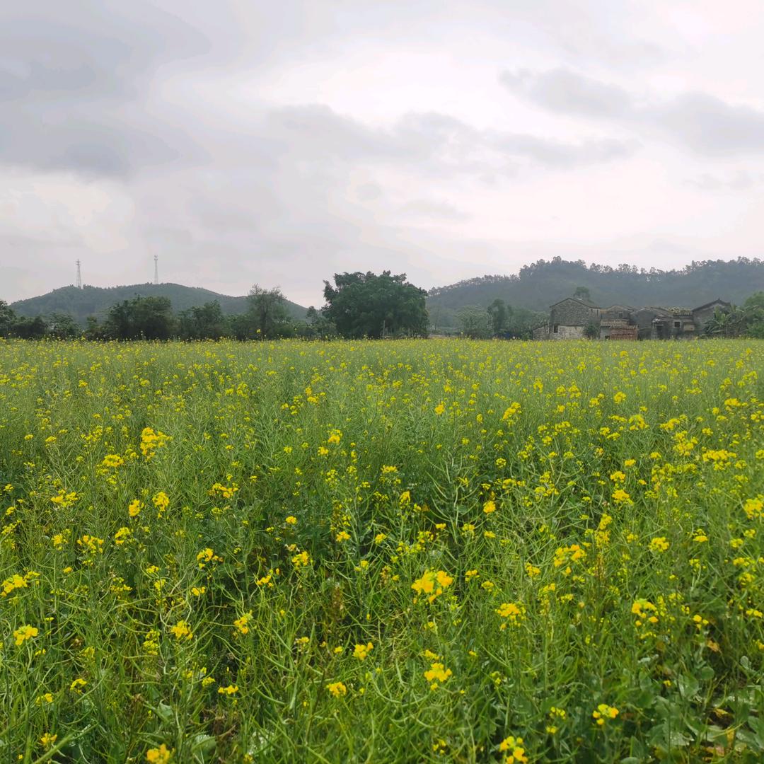 中年油腻肥老虎