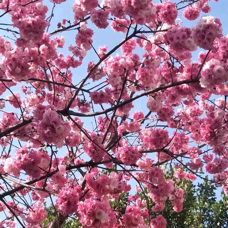桂花姐