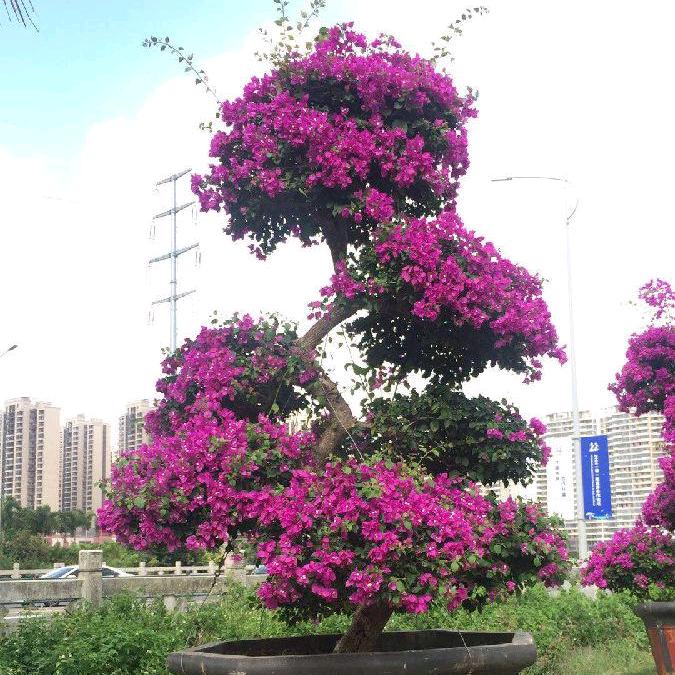 周天游