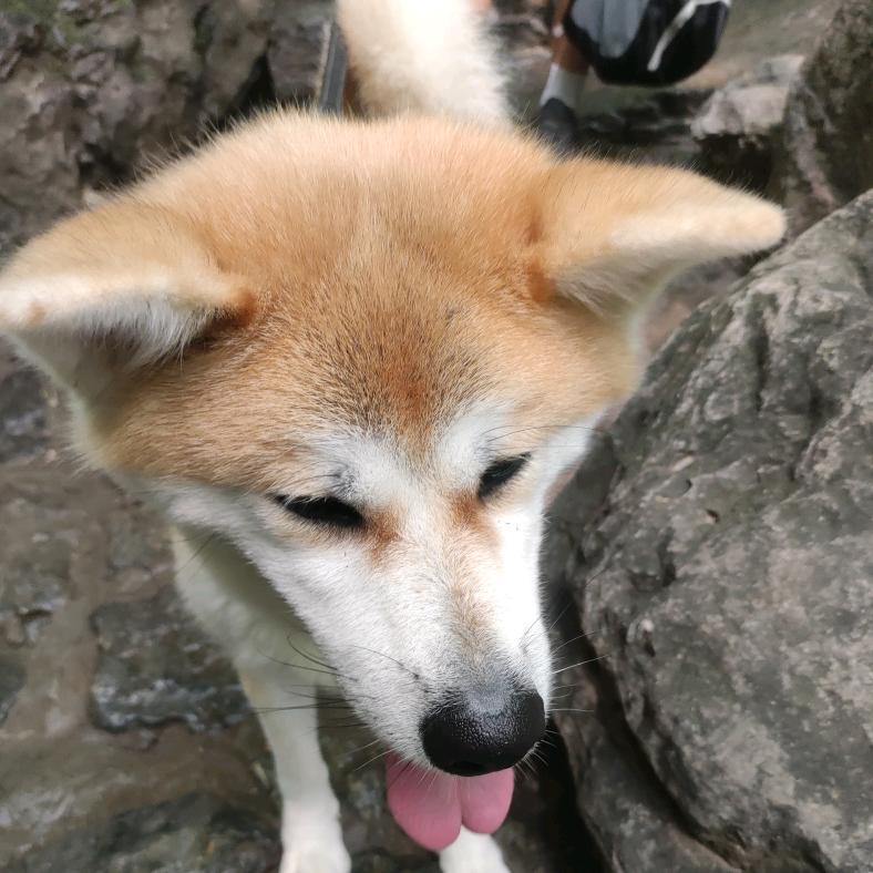 柔嘉维则
