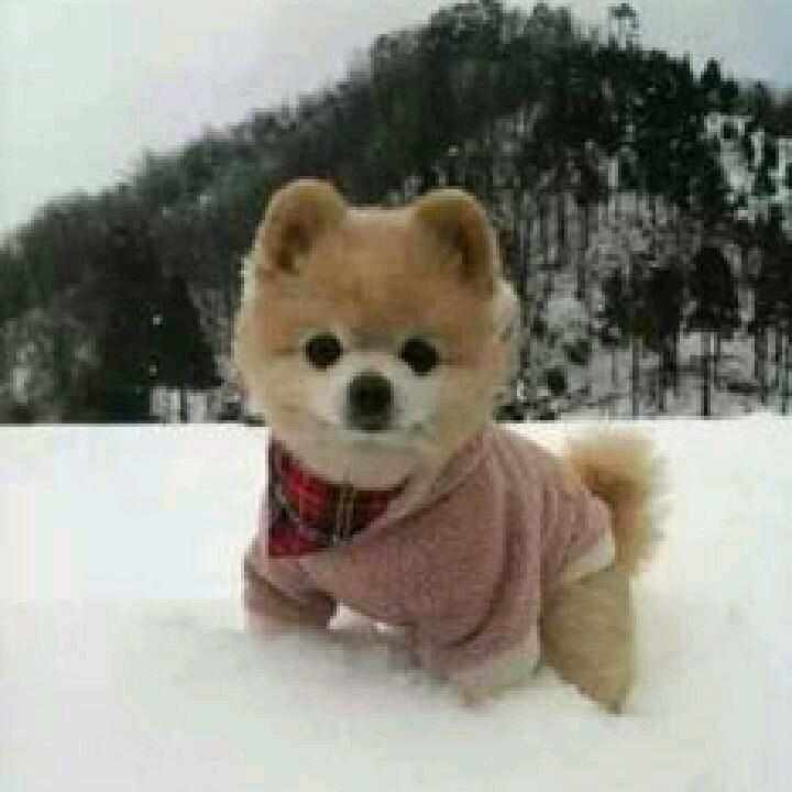 ❤人道❤博爱❤️奉献♥