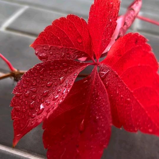 ✧ʕ̢̣̣̣̣̩̩̩̩520❤️往事随风