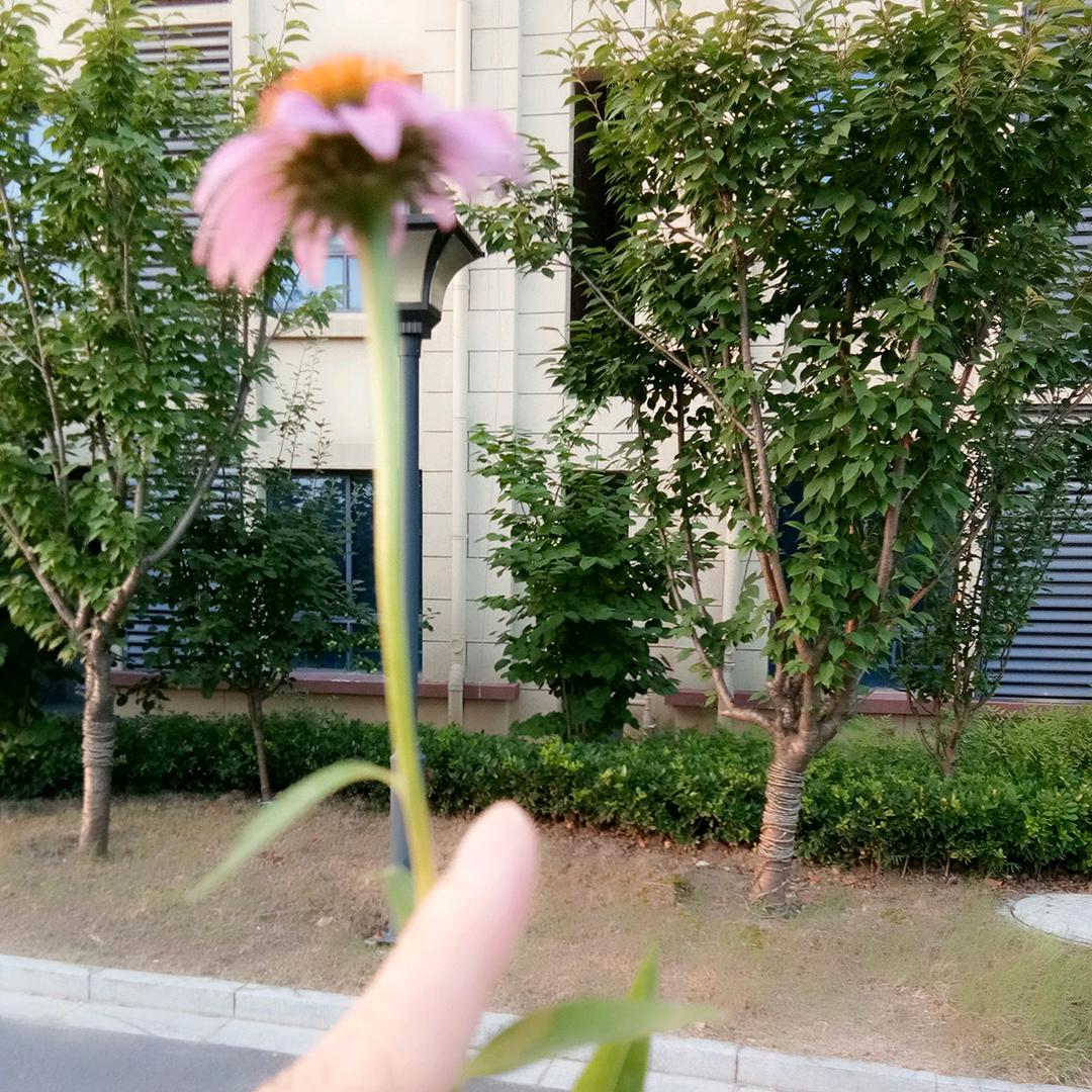 喀秋莎乌拉