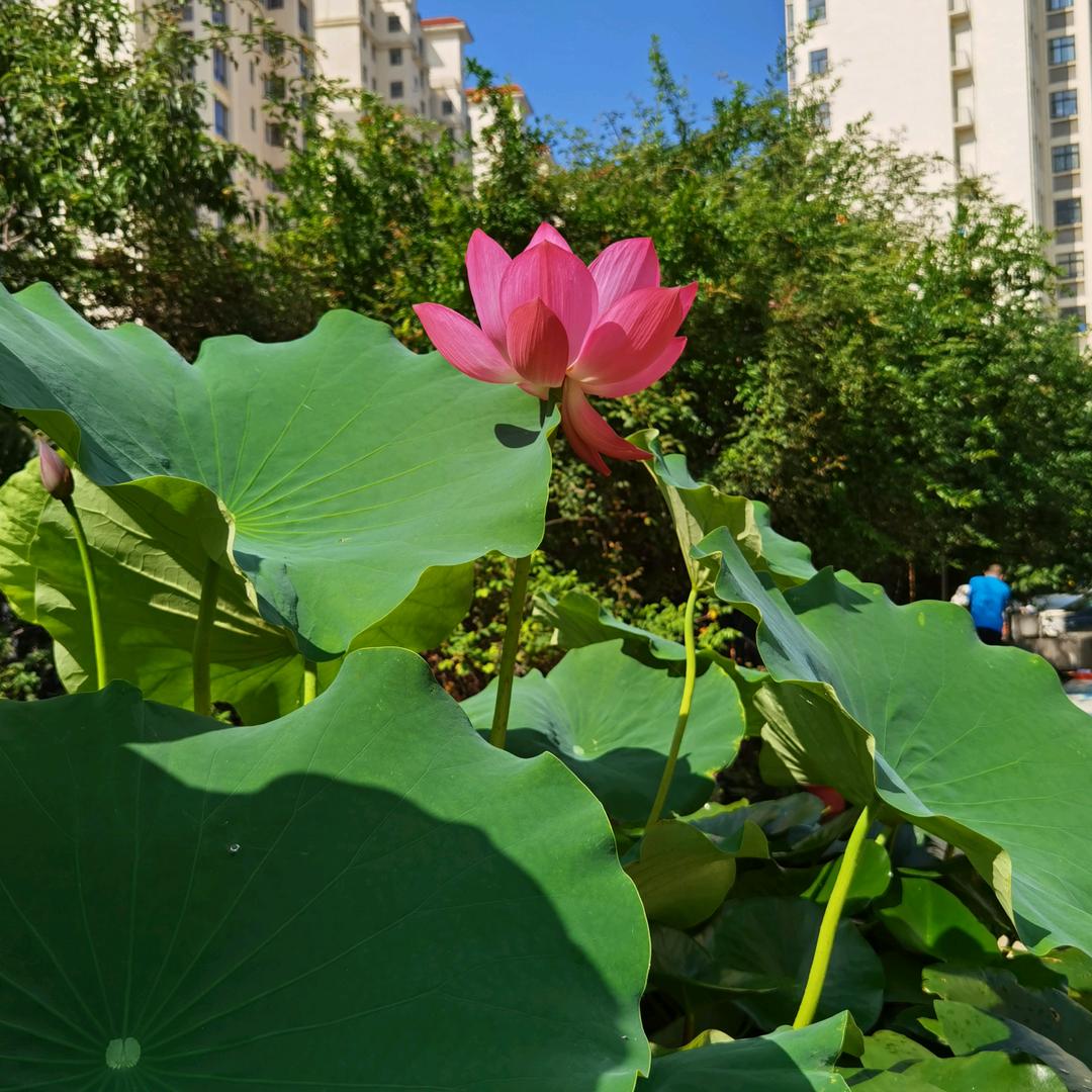 九月金菊
