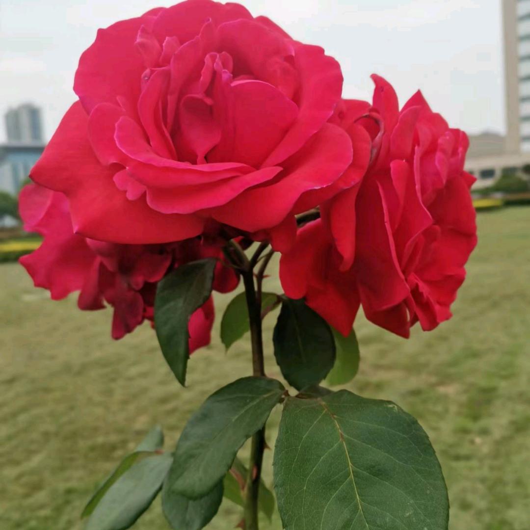 花好月园