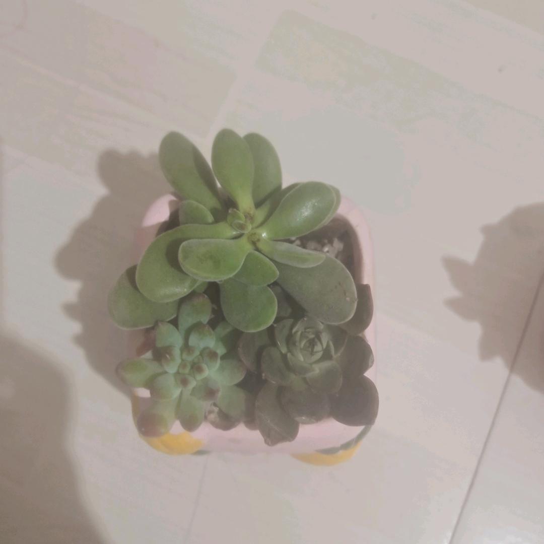 秋之语
