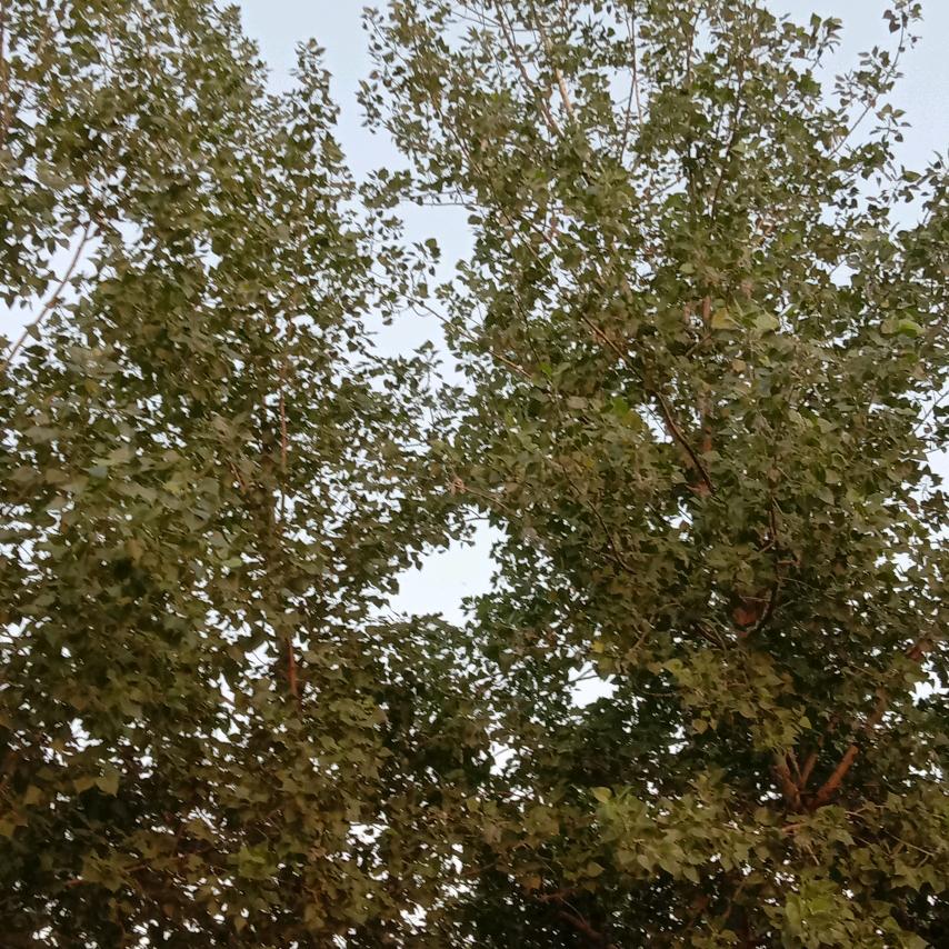 心连心