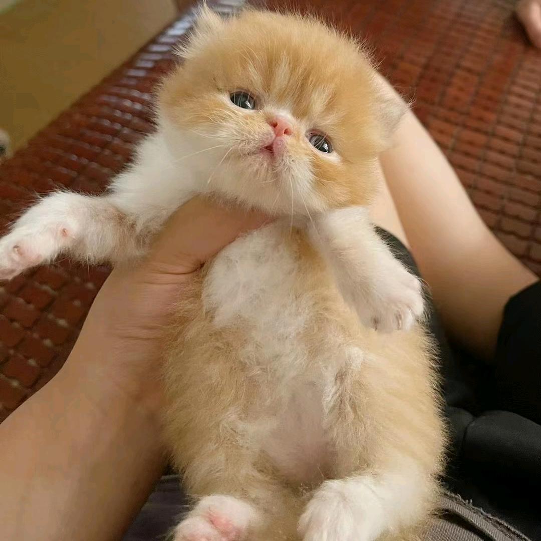 猫猫兽医