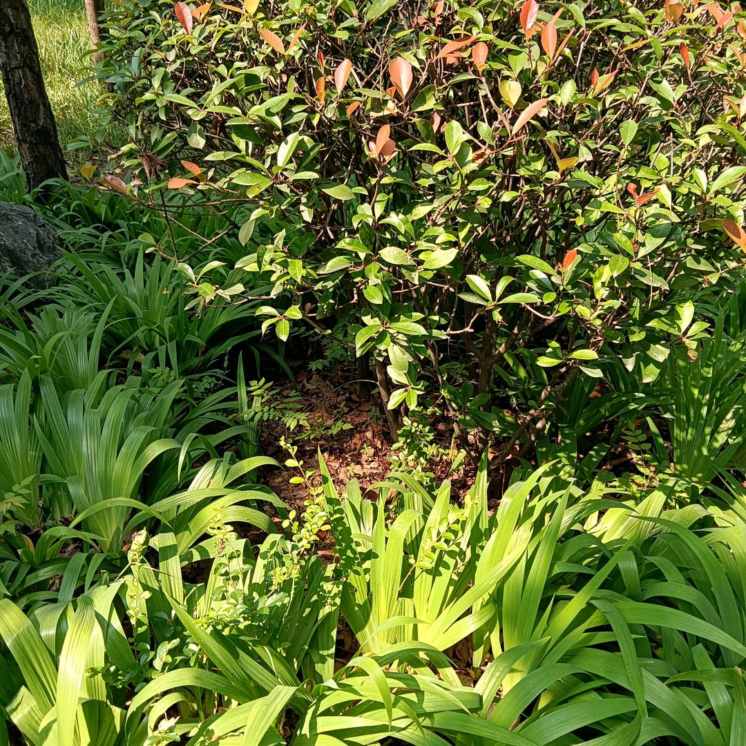 格桑花