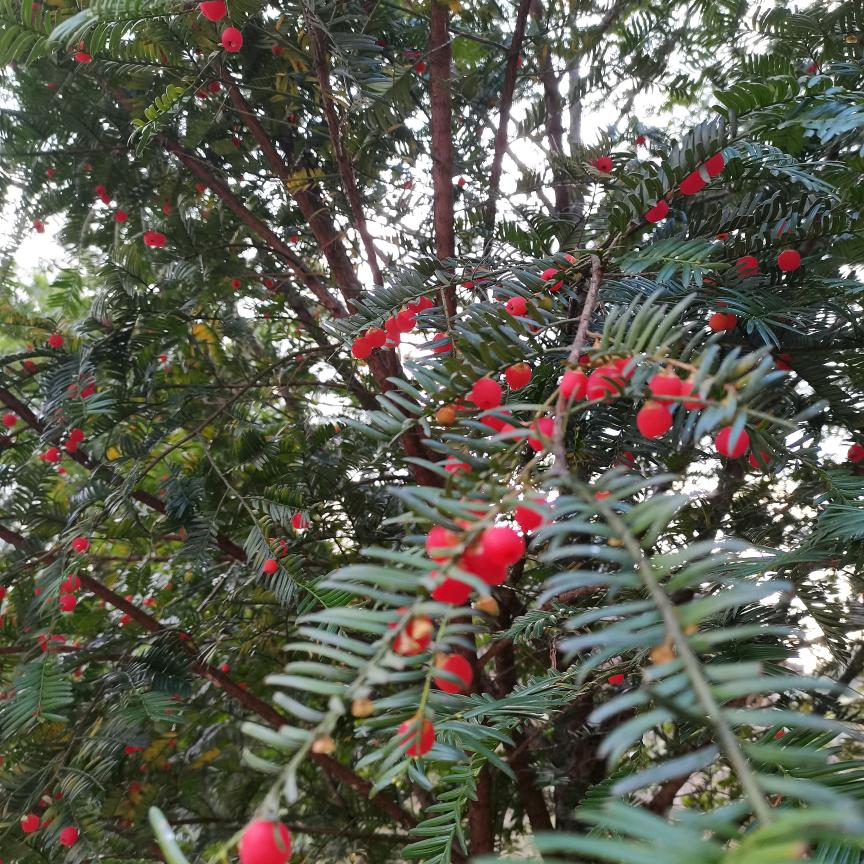 ℒøṽℯ余哥ꦿ໌້࿐໌້ᮨ