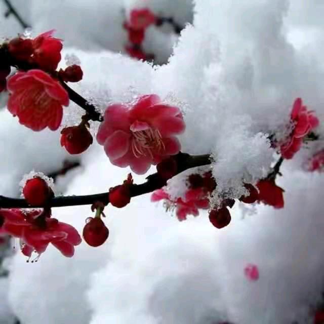 寒梅傲雪