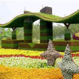 雪莲花