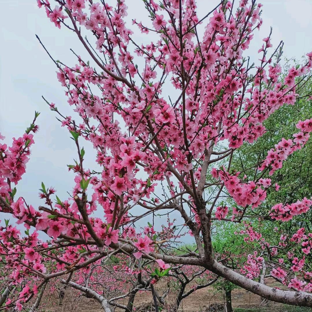 超越梦想