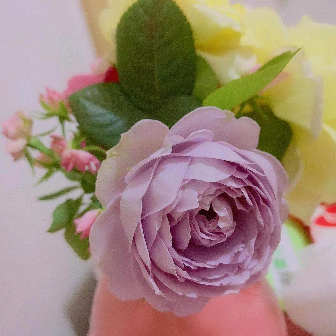 🌸🦋🌸🌸🦋🌸