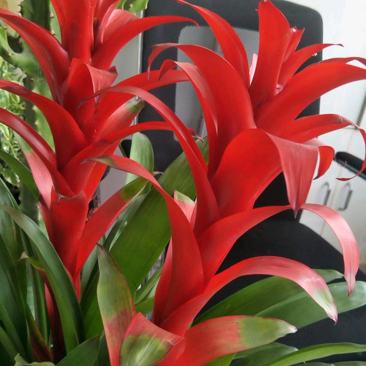 美玉