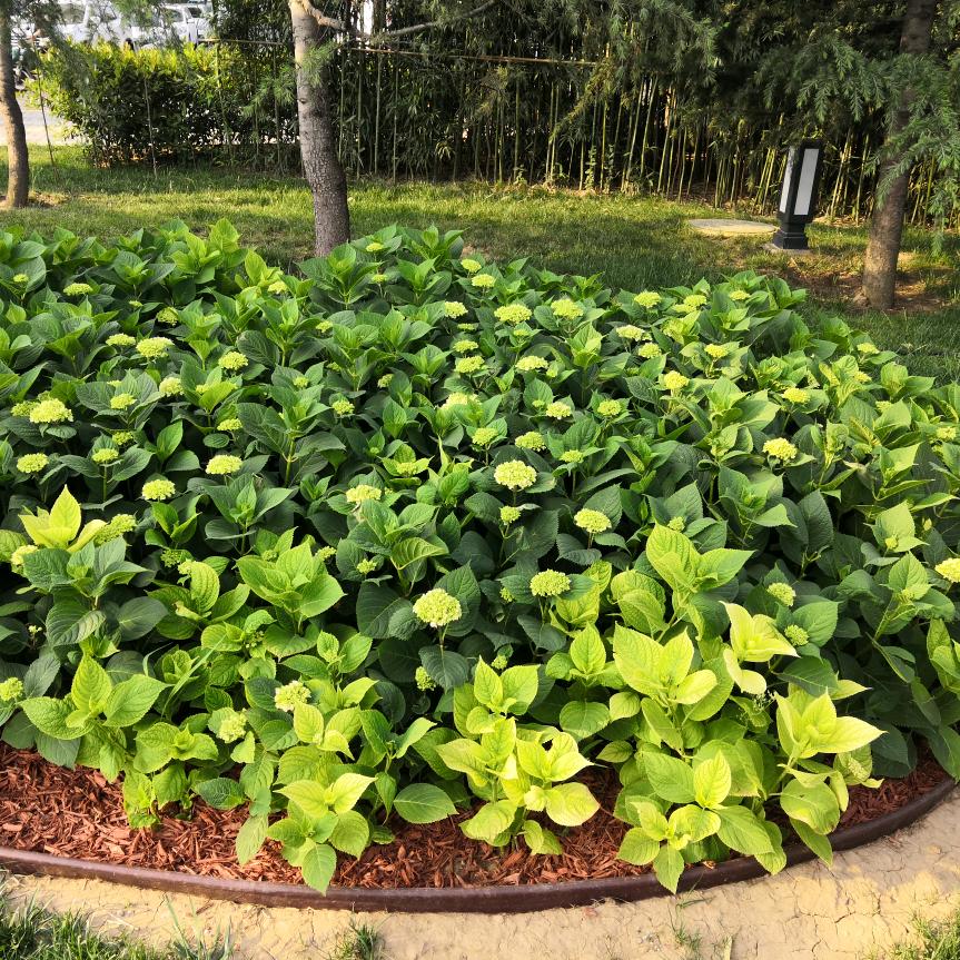人间四月天