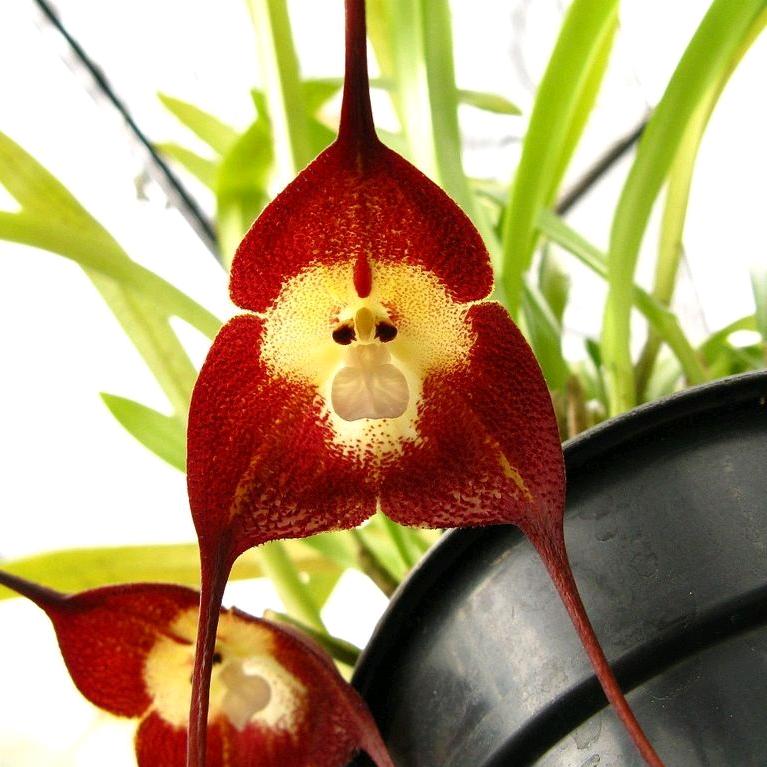 陈大奇的百草园@抖音