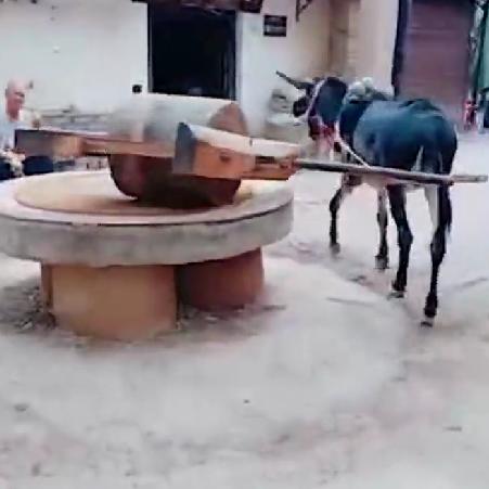 地龙牧业
