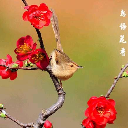 会飞的羽毛