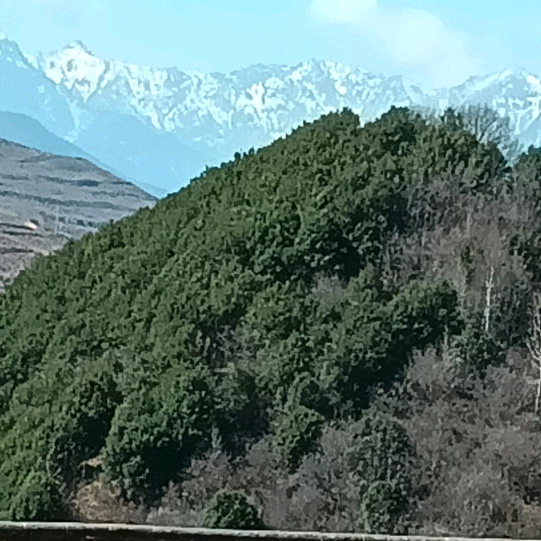 雪怕太阳草怕霜