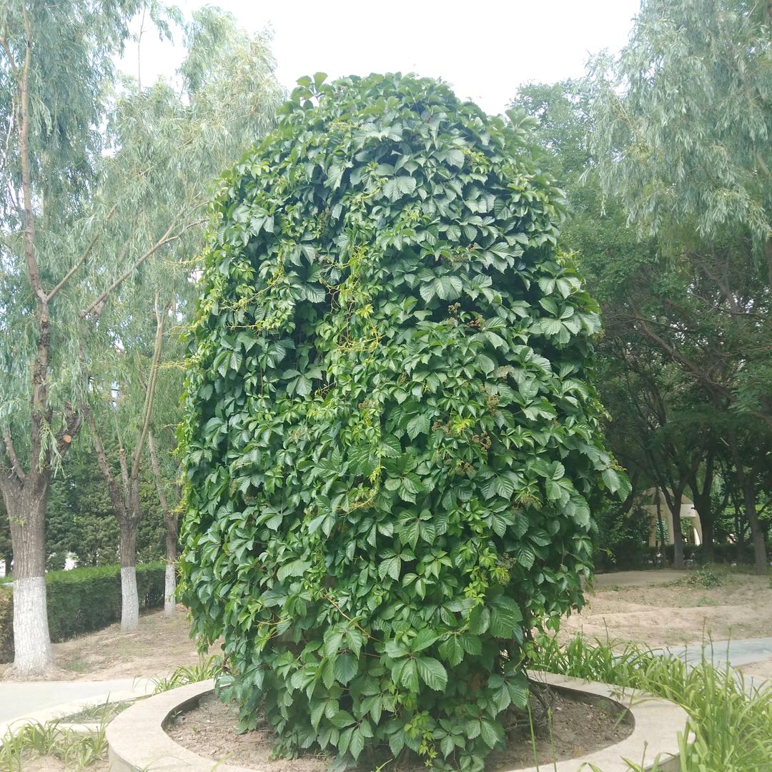 青草