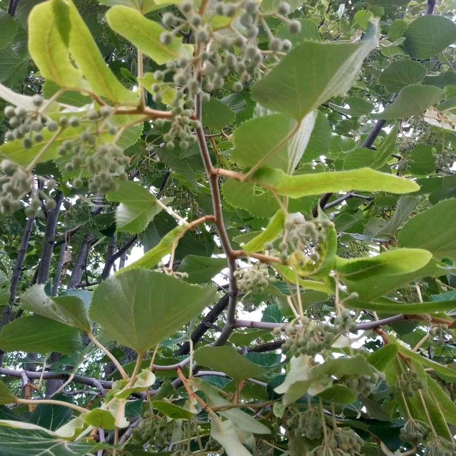 用户6725892622795大勇