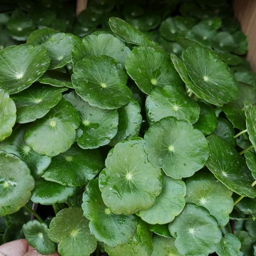 辛兴祥顺花卉水族