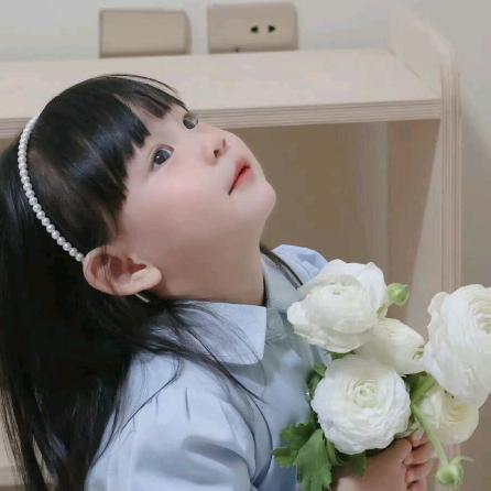 鹿桉