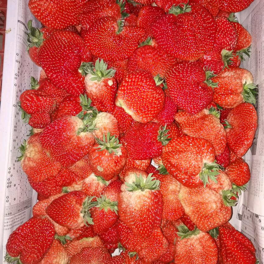 草莓🍓🍓🍓🍓