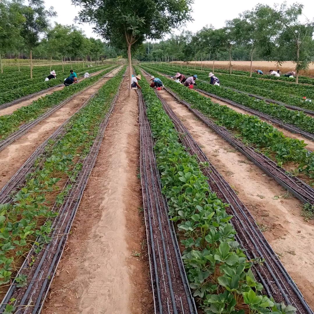 辉哥说农资-每植乐