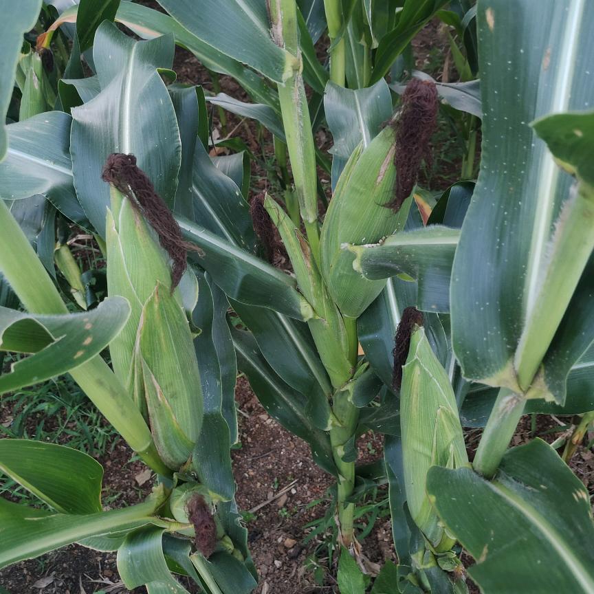 积极乐观（拒绝私聊）