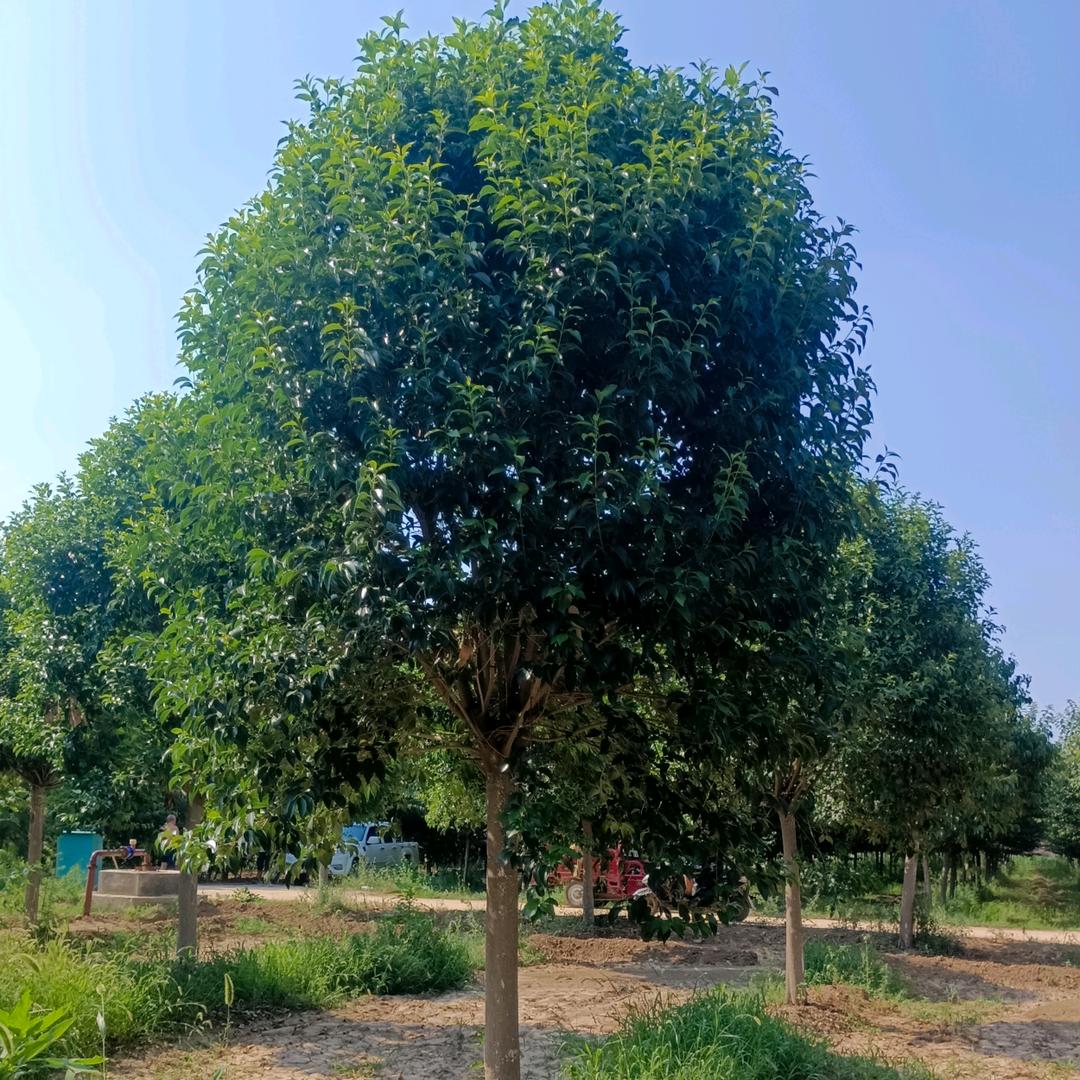 周至县富仁亚明苗圃