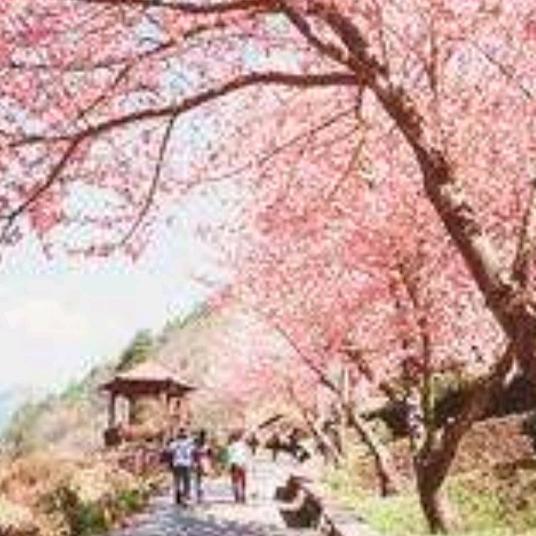 涂大孃