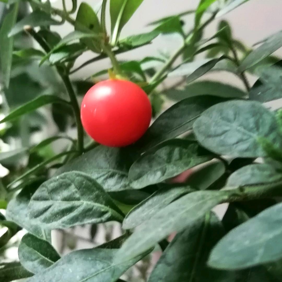 开心